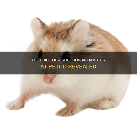 roborovski hamster price|are roborovski hamsters friendly.